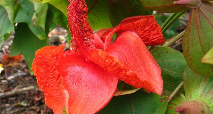 Kokia drynarioides