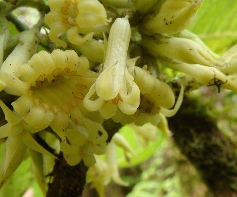 Labordia cyrtandrae