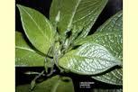 Labordia lydgatei