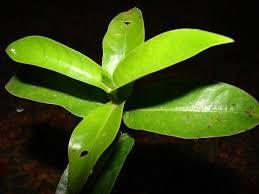 Labordia pumila