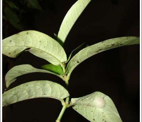 Labordia triflora