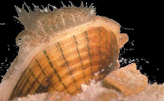 Lampsilis altilis