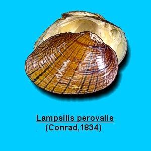 Lampsilis perovalis