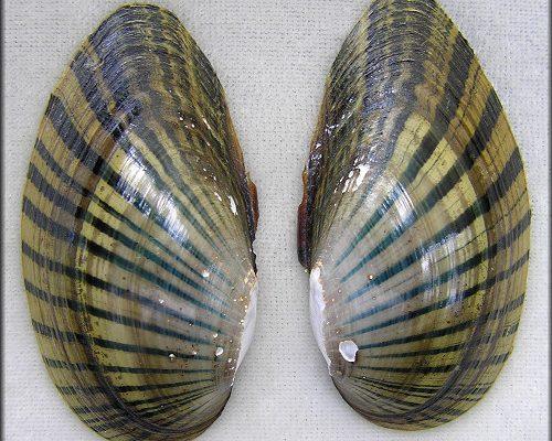 Lampsilis subangulata