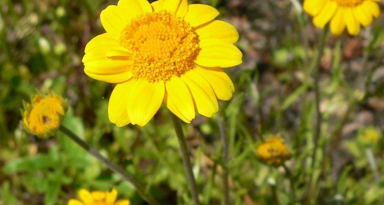 Lasthenia burkei