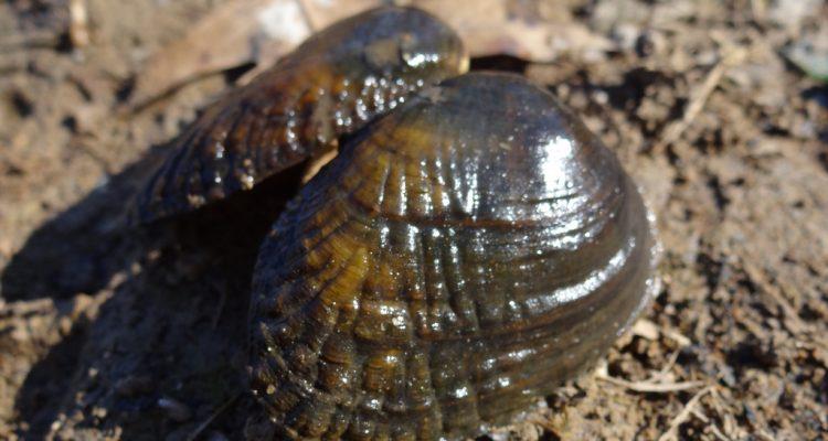 Lemiox rimosus