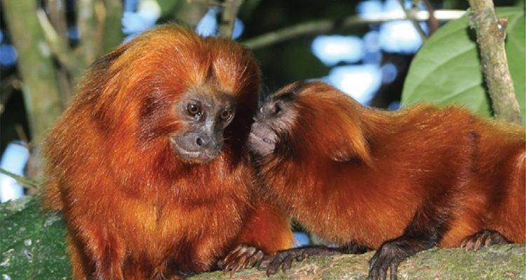 Leontopithecus spp.