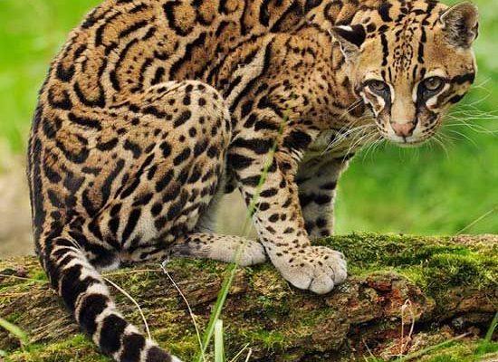 Leopardus (=Felis) pardalis