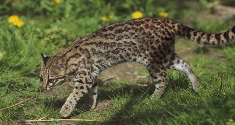 Leopardus (=Felis) tigrinus
