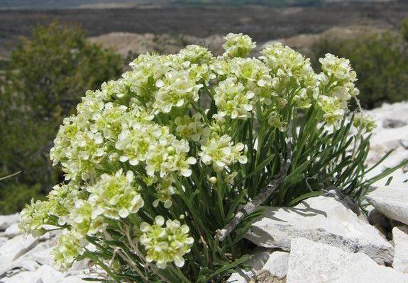 Lepidium barnebyanum