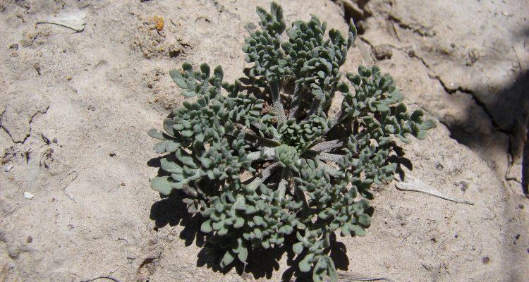 Lepidium papilliferum