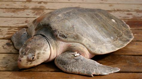 Lepidochelys kempii