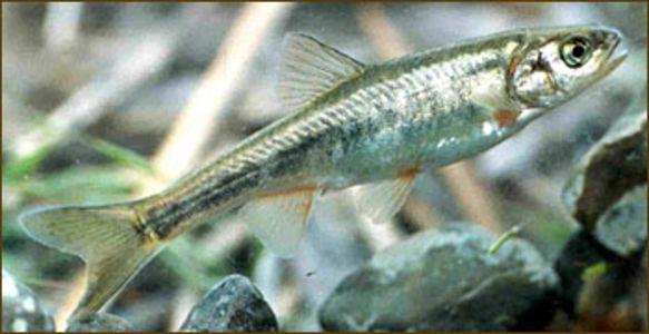 Lepidomeda albivallis