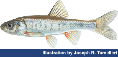 Lepidomeda mollispinis pratensis