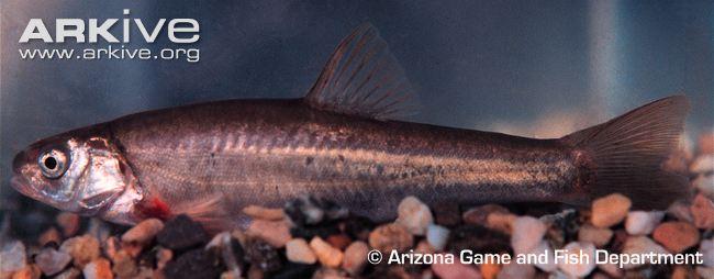 Lepidomeda vittata