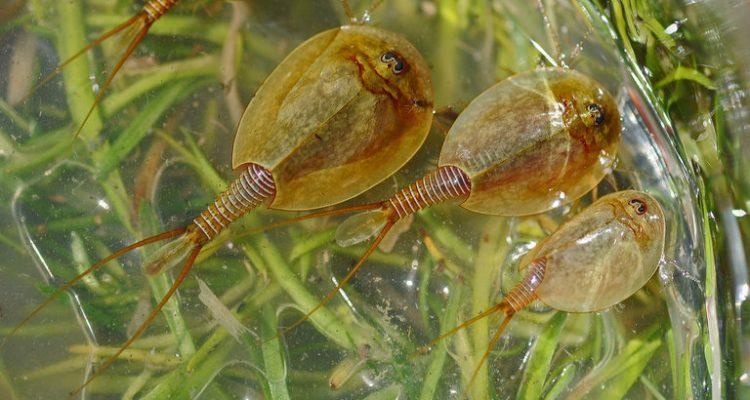 Lepidurus packardi