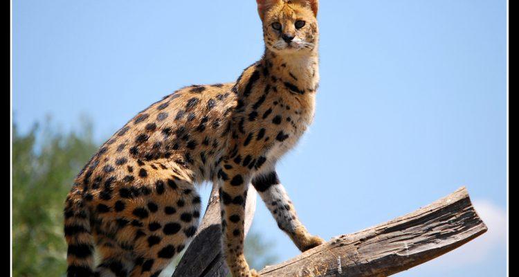 Leptailurus (=Felis) serval constantina