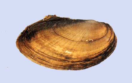 Leptodea leptodon