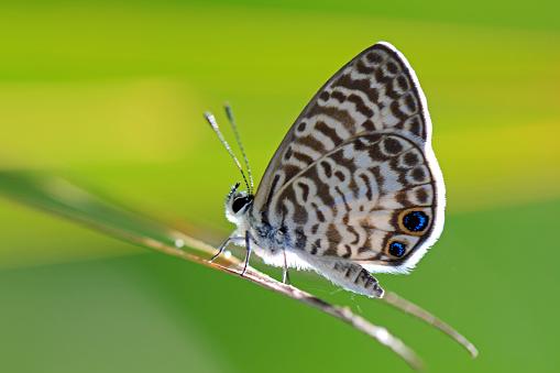 Leptotes cassius theonus