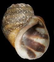 Leptoxis ampla