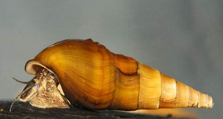 Leptoxis foremani