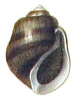 Leptoxis plicata