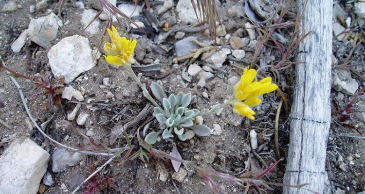 Lesquerella kingii ssp. bernardina