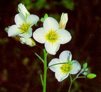 Lesquerella pallida