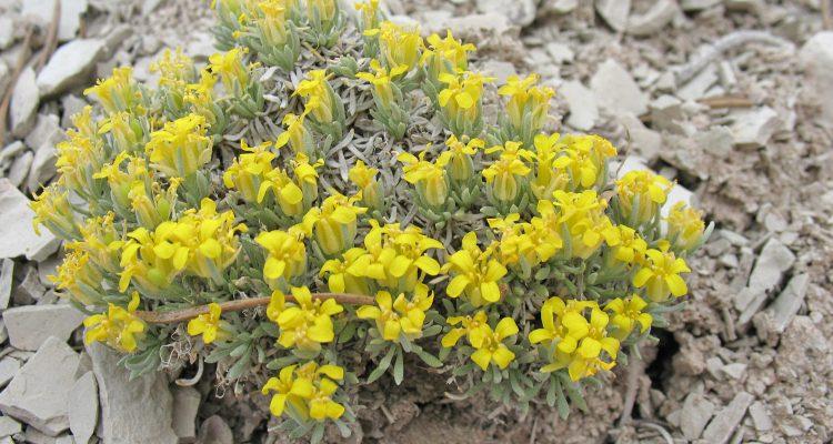 Lesquerella tumulosa