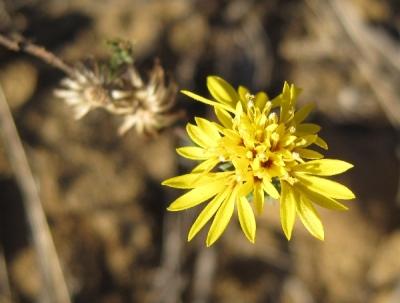 Lessingia germanorum (=L.g. var. germanorum)
