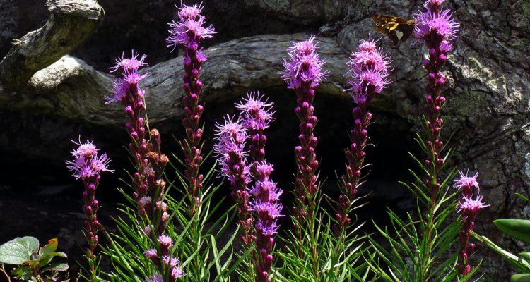 Liatris helleri