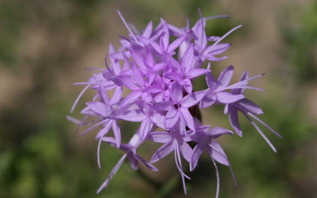 Liatris ohlingerae