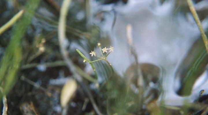 Lilaeopsis schaffneriana var. recurva