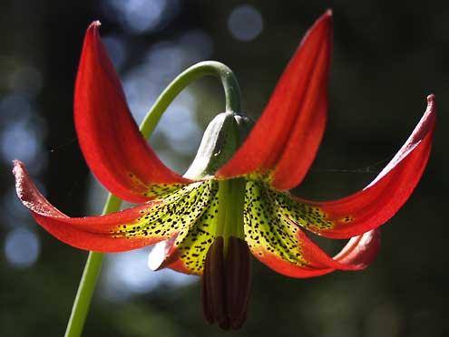 Lilium occidentale
