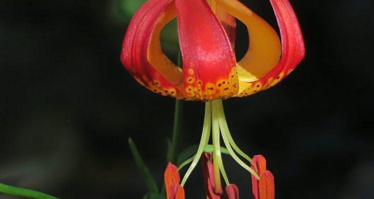 Lilium pardalinum ssp. pitkinense