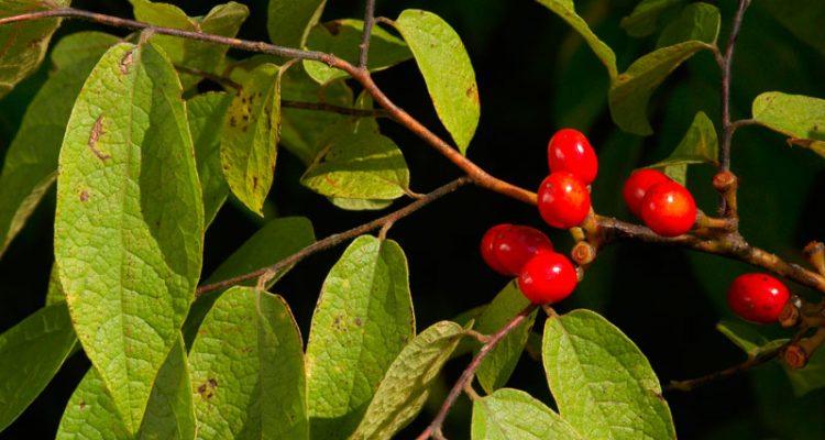 Lindera melissifolia