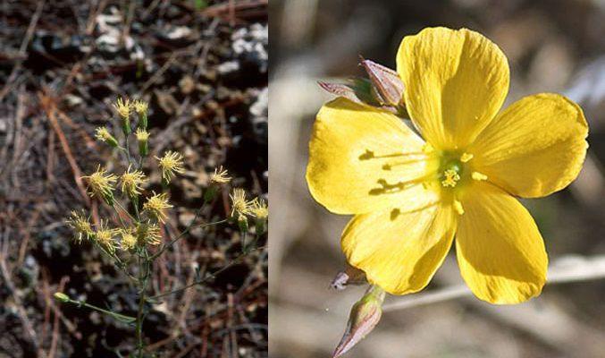 Linum carteri carteri