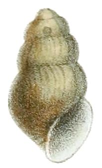 Lioplax cyclostomaformis