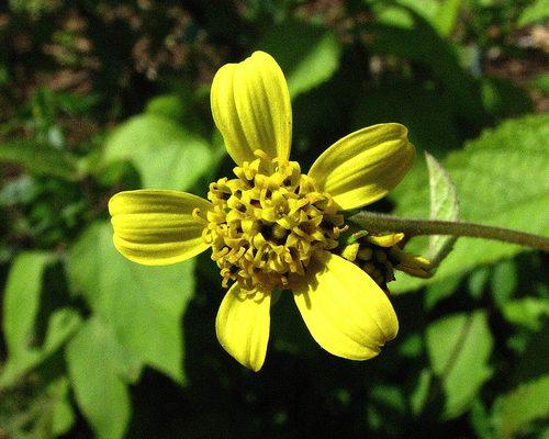 Lipochaeta fauriei