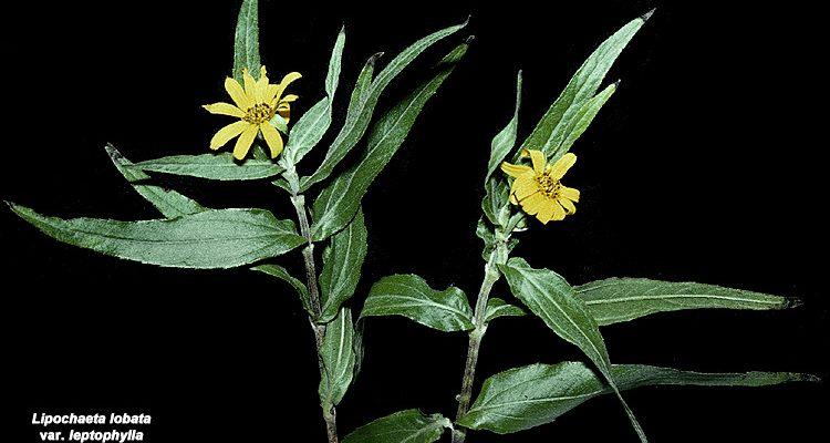 Lipochaeta lobata var. leptophylla