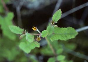 Lipochaeta venosa
