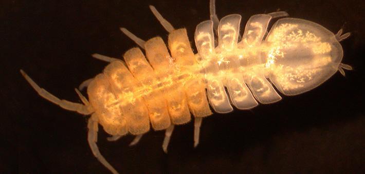 Lirceus usdagalun