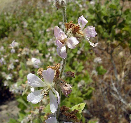 Malacothamnus clementinus