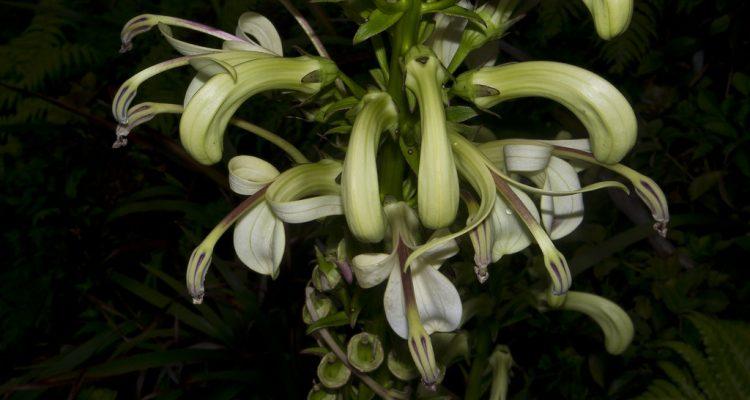 Lobelia koolauensis