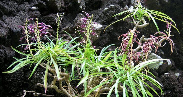 Lobelia monostachya