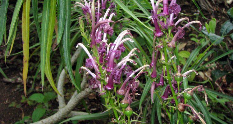 Lobelia niihauensis