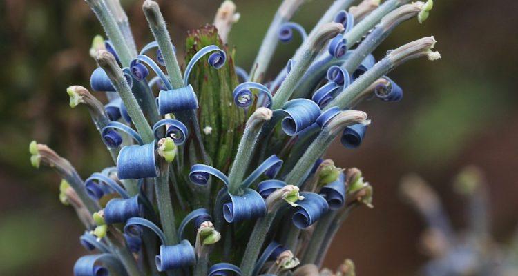 Lobelia oahuensis