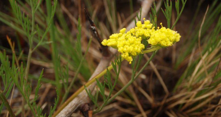 Lomatium bradshawii