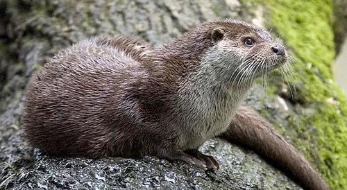 Lontra (=Lutra) longicaudis (incl. platensis)