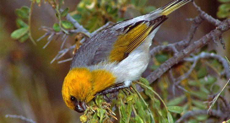 Loxioides bailleui